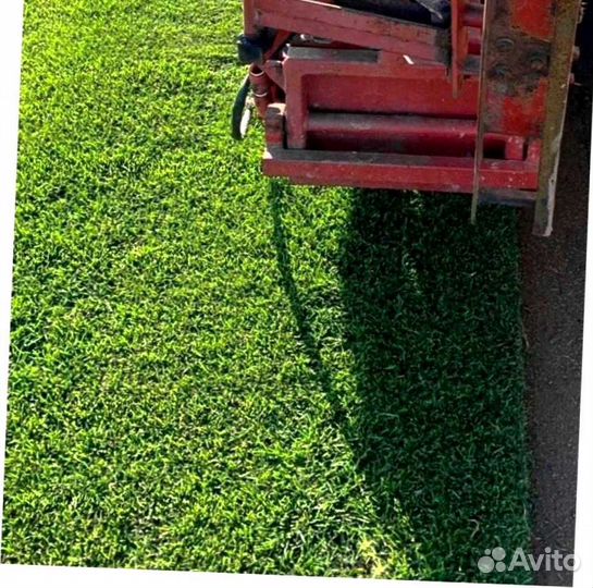 Рулонный газон