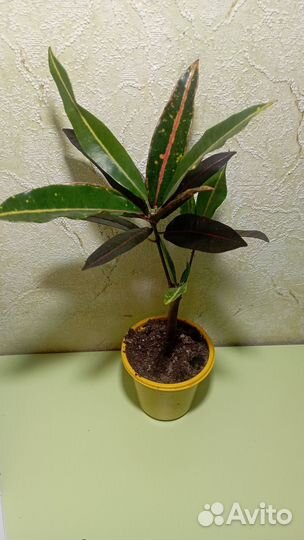 Комнатные цветы. Кротон