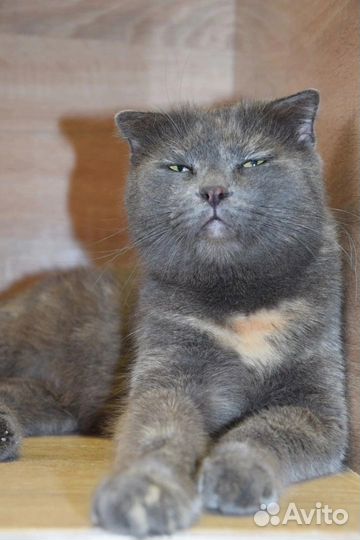 Кошка Килька ищет дом