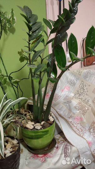 Комнатные цветы