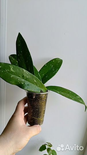 Хойя Публикатис Сильвер Пинк