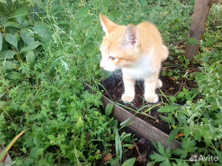 Котята бесплатно