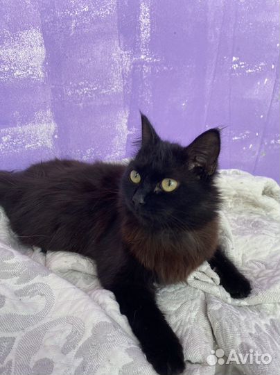 Отдам в добрые руки