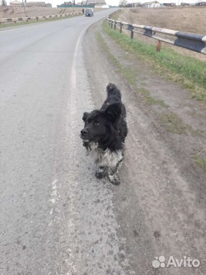 Собака дворняжка