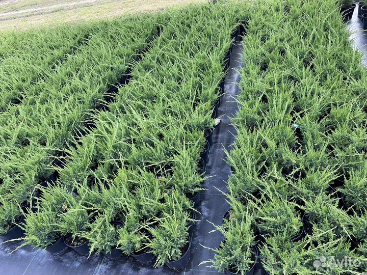 Можжевельник минт джулеп 3 л.горшок