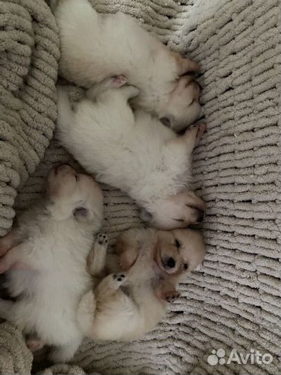 Вязка померанец мини