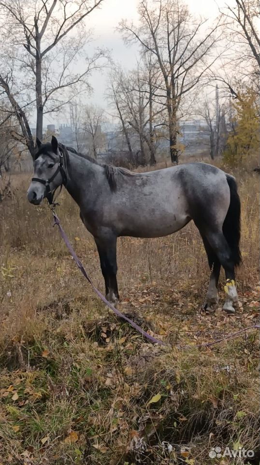 Лошади и кони