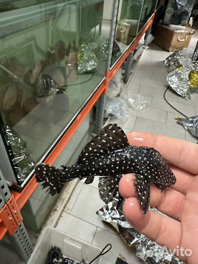 Сом L14 L239 L128 L067