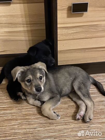 Щенки бесплатно