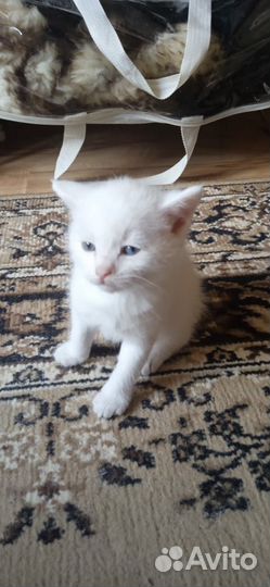 Отдаем котят в добрые руки