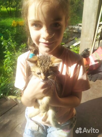 Отдам в добрые руки