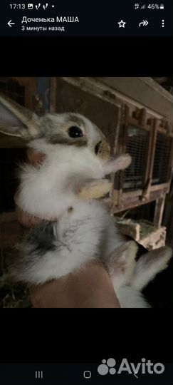 Крольчата 2-3 месяца