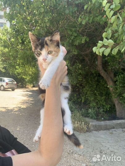 Счастье в дом