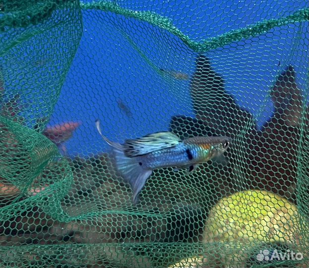 Креветки, улитки, растения, коряги