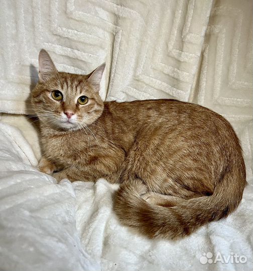 Кошки в добрые руки