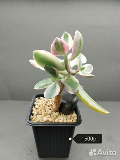 Крассула Триколор