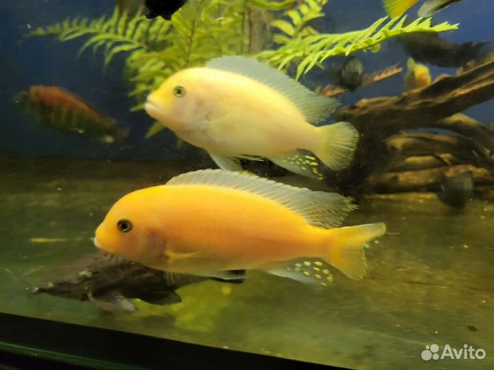 Цихлиды, цихлазомы