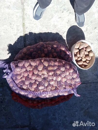 Картошка на посадку 80р ведро