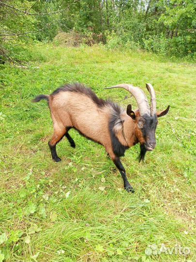 Чешский козел