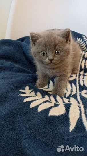 Шотландские котята
