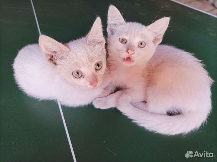 Котята в добрые руки бесплатно