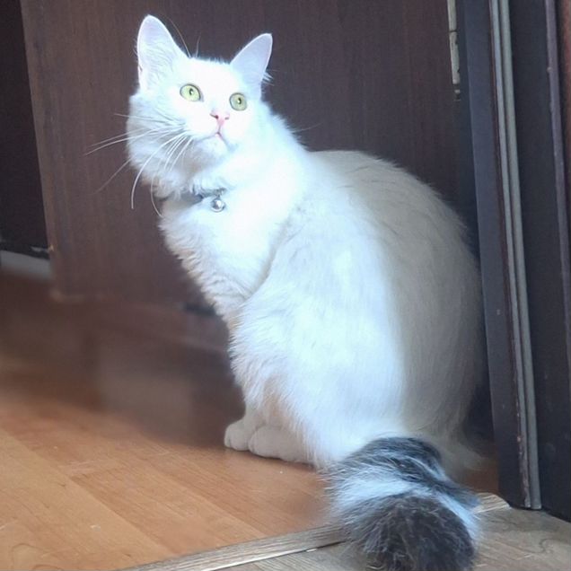 Турецкая ангора котёнок