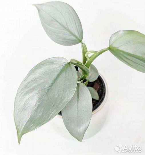 Филодендрон сильвер квин