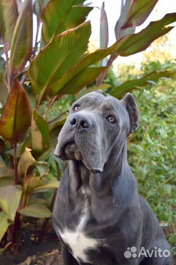 Кане Корсо вязка