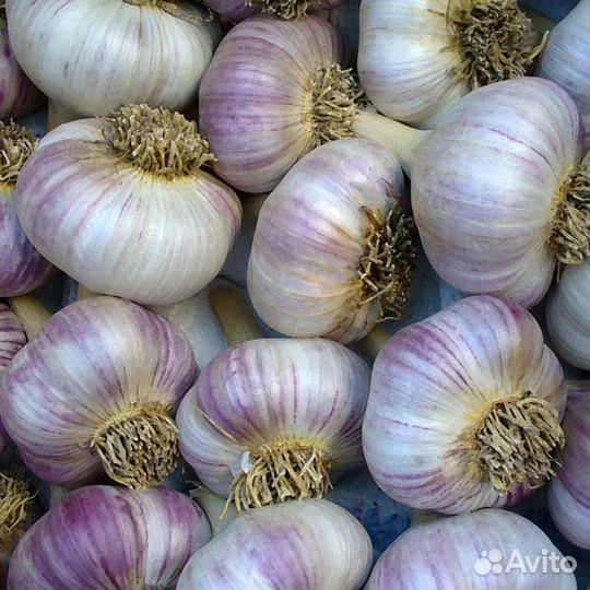 Чеснок зимний крупный на посадку
