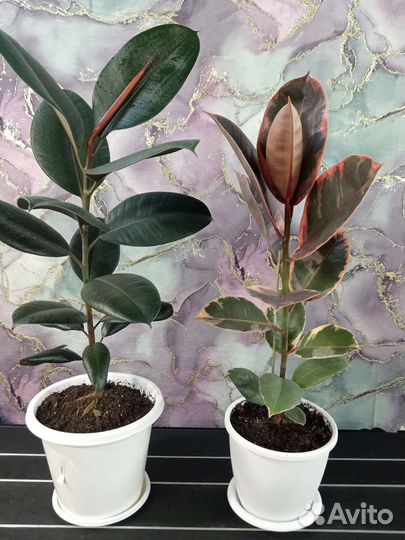 Фикус Руби, Бурунди