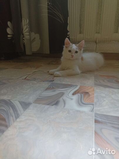 Котенок