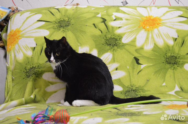 Кот Маркиз в добрые руки