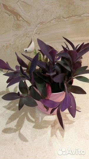 Традесканция фиолетовая Сеткрезия (Сеткреазия)