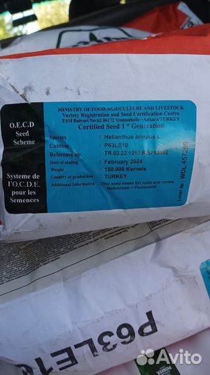 Семена подсолнечника