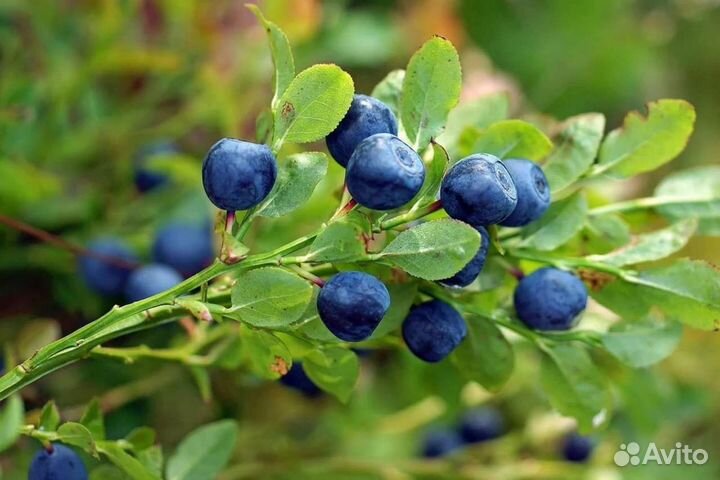 Наберу свежую чернику