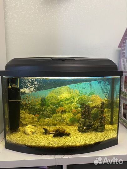 Аквариум