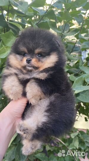 Кукольный малыш