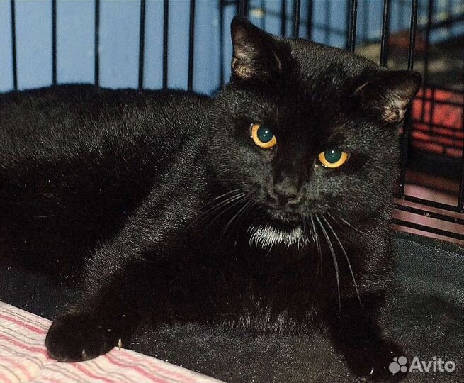 Красавец кот Мустик в добрые руки