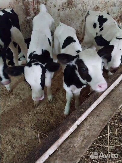 Бычки телята