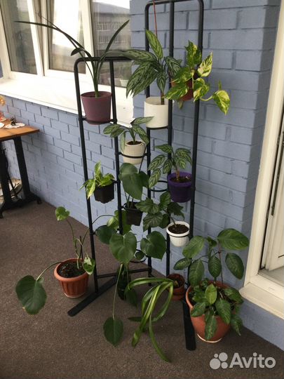 Много комнатных растений
