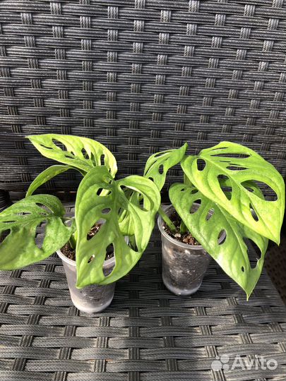 Монстера манки