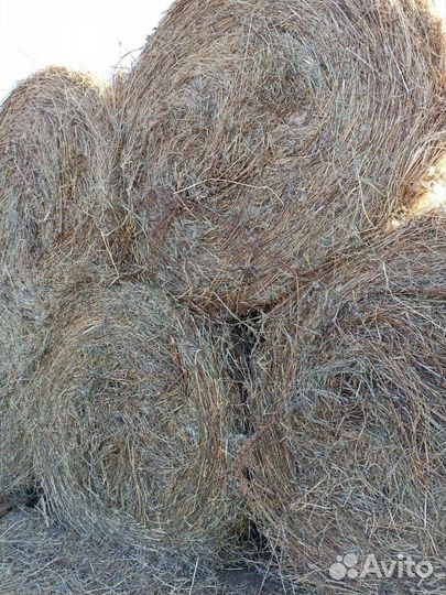 Продам сено в рулонах