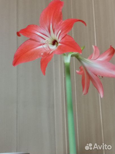 Гиппеаструм