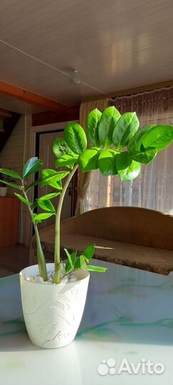 Замиокулькас