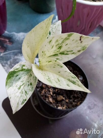 Эпипремнум