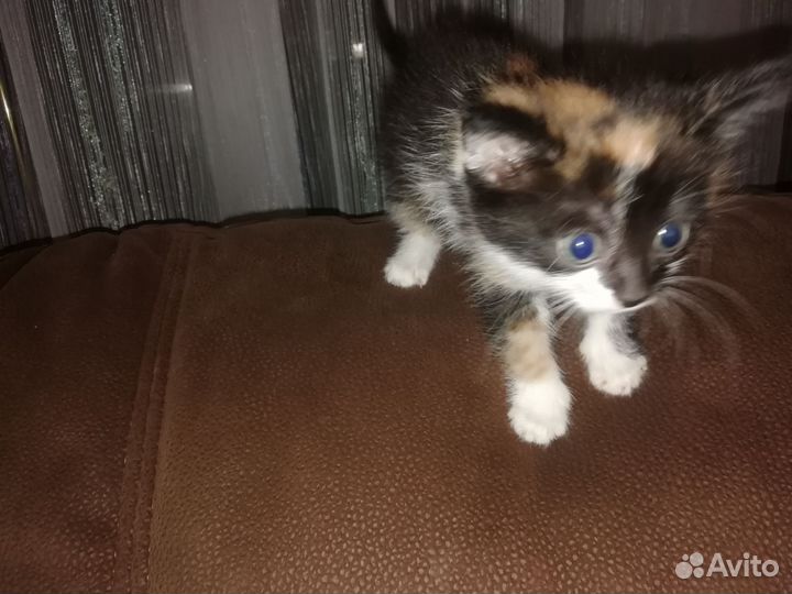 Котенок в дар