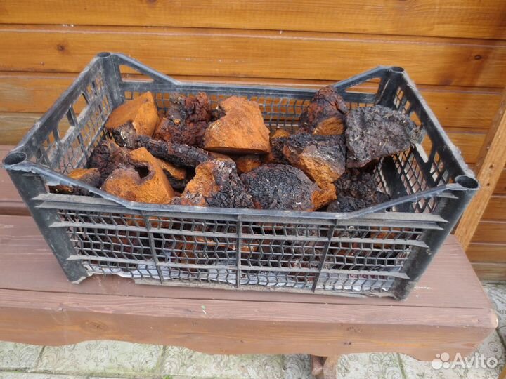 Чага, трутовики, рейши, калган, золотой корень