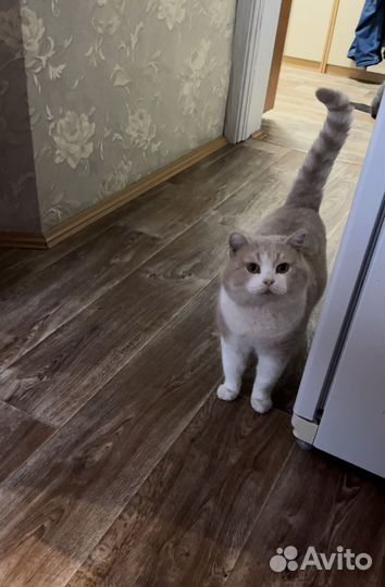 Британские котята