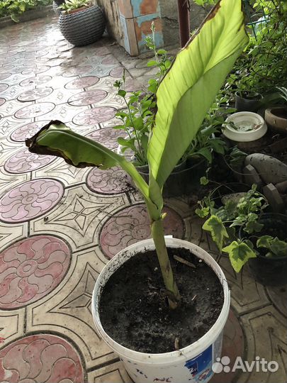 Пальма банановая