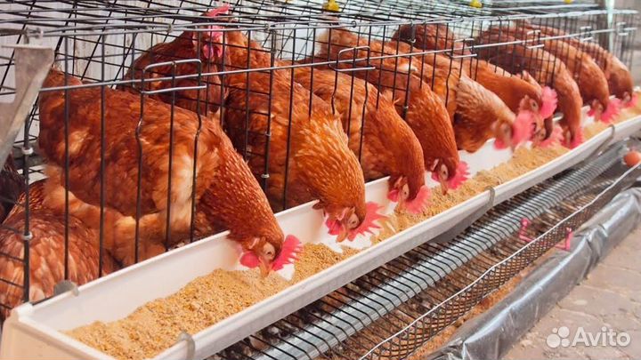 Разнорабочий на птицефабрику Вахта Пенз. обл